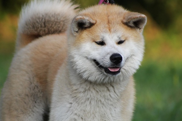 akita inu dog breed