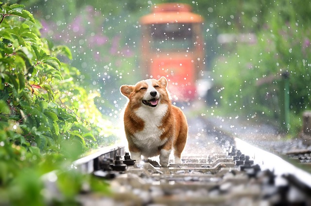 Japanese dog breeds