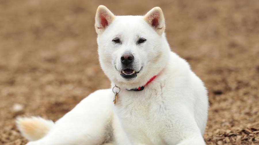 kishu ken japanese dog breeds