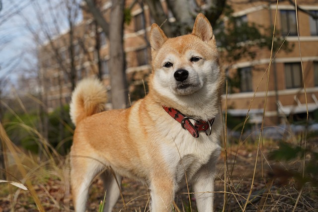 Shiba Inu japanese dog breeds