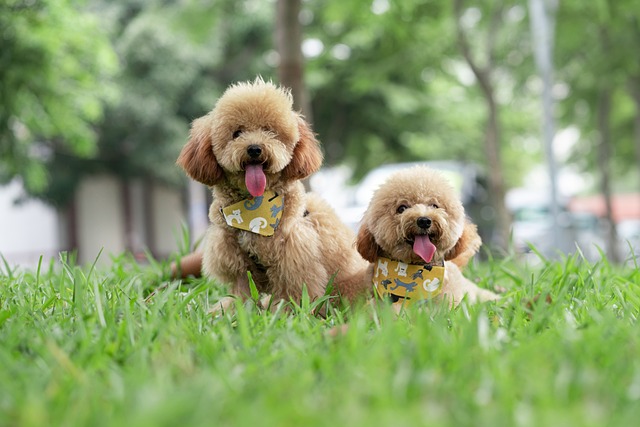 Poodle happy the best dog breeds for families