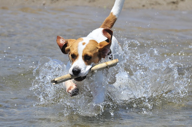Beagle playing in the water is the best dog breeds for families