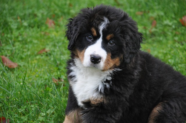 best dog breeds for families