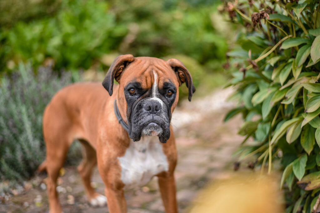 Boxer best family dog