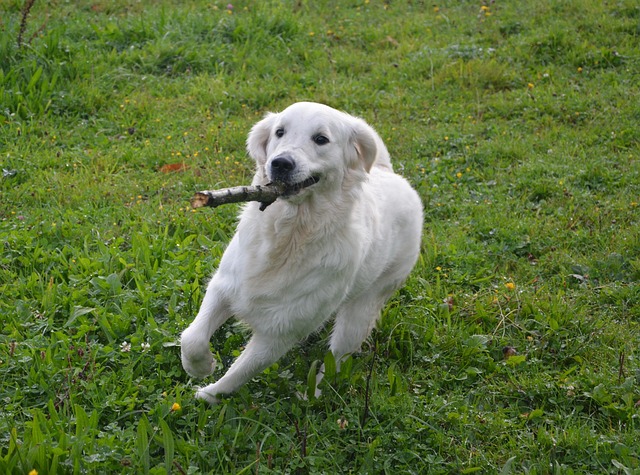 Golden Retriever dog
