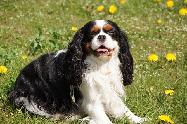 Cavalier King Charles Spaniel the best family dog