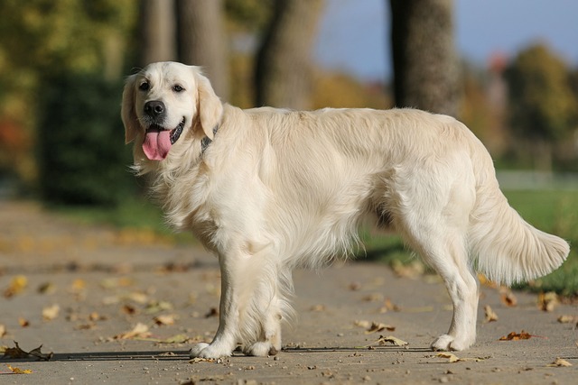 Labrador Retriever best family dogs